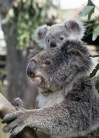 Daisy Hill Koala Einrichtung - Kostenlos in Brisbane