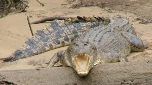 Bruce Belcher's Krokodil - Tour in Cairns und Umgebung