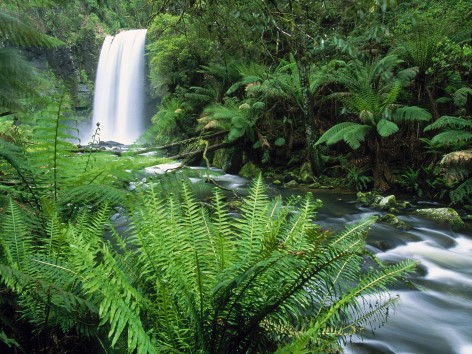 Daintree Rainforest Waterfalls