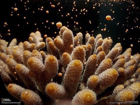 Korallenlaichen am Great Barrier Reef