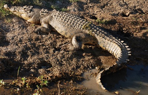 Achtung: Krokodile im Kakadu Nationalpark
