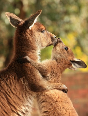 Füttert Kängurus in den besten Zoos in Australien 