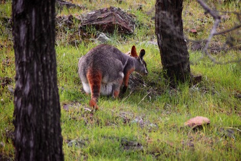 Kängurus in den Flinders Ranges