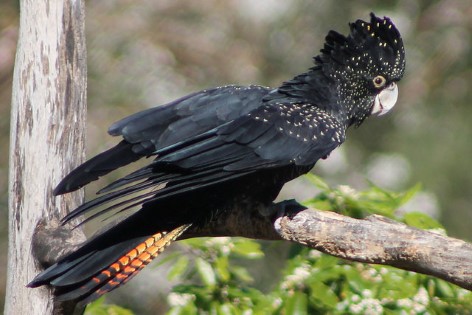 Schwarze Kakadus, Rosenkakadus, und verschiedene geschickte Raubvögel, wie der Condor Leslie erwarten euch!