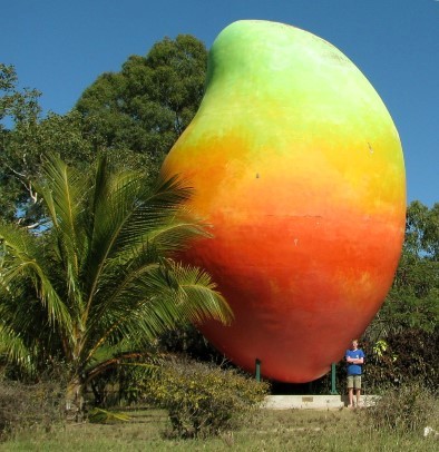 Die monströse Riesen-Mango in Bowen