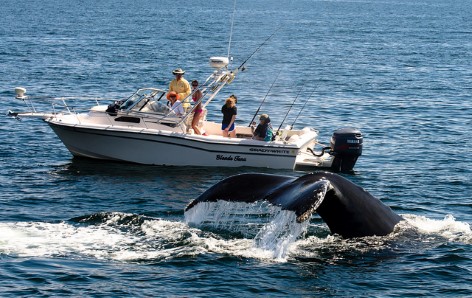 Whale Watching in ist sehr populär in Australien
