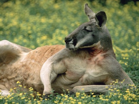 Lerne die faszinierende Tierwelt Australiens kennen!